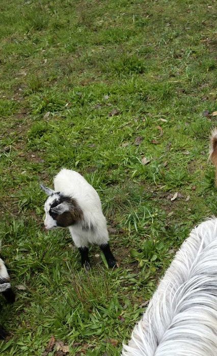 Reserva cabritos anões