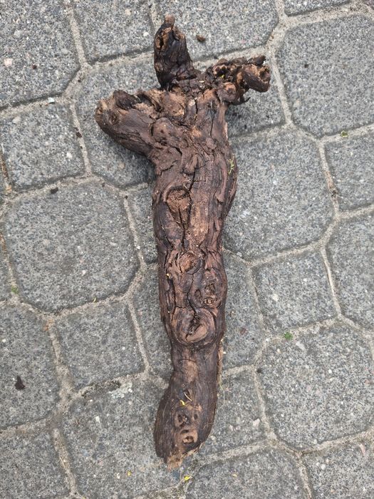 Pnie winorośli pochodzące z winnicy