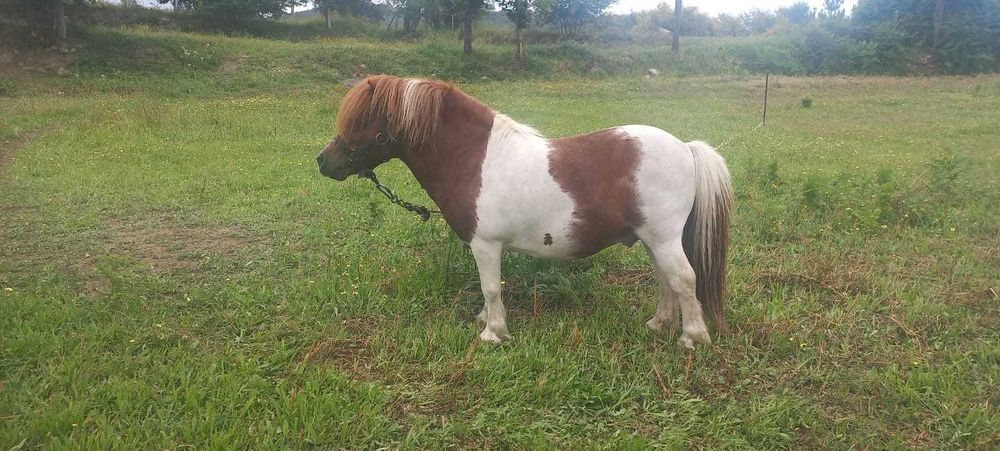 Pônei fêmea  jovem