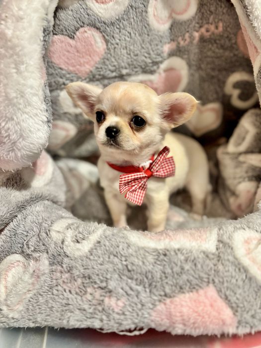 Chihuahua pelo longo com LOP