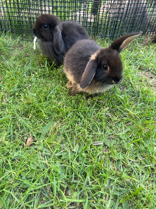 Króliczki Mini lop
