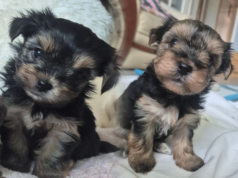 Yorkshire terrier