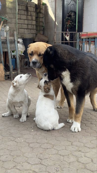 Продам Цуценят.Алабай.