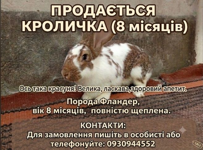 Продамо кроличку