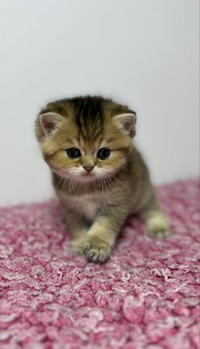 Kocurek brytyjski złota szynszyla czarny cieniowany