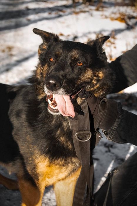 Sana w typie owczarka do adopcji!