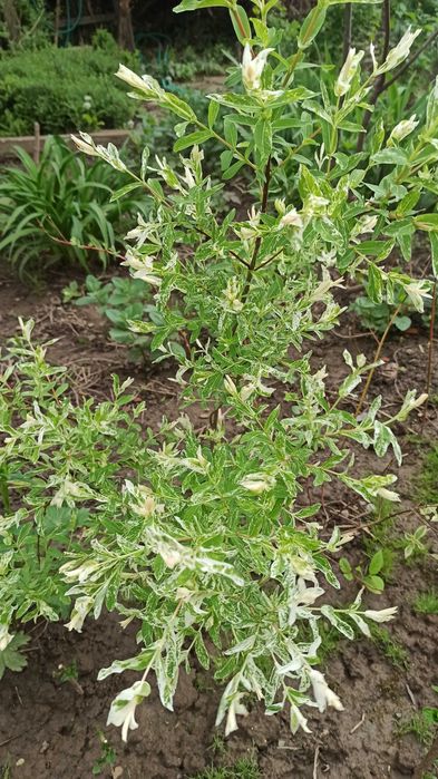 Хакуро- Нішики  Верба