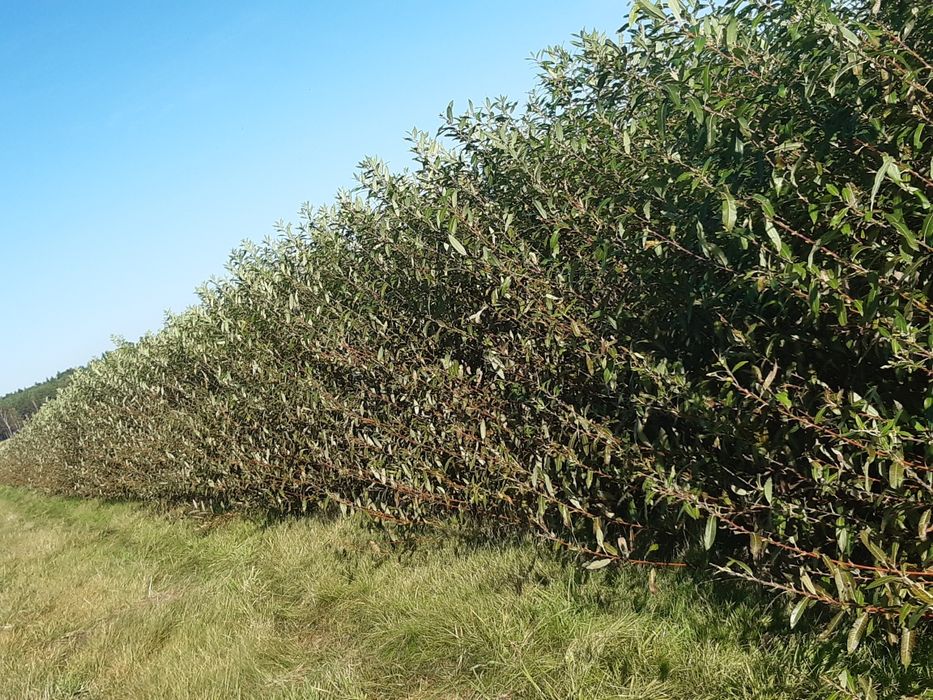 Zielona wiklina wykoszona