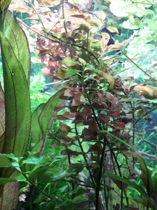 Ludwigia Repens - roślina akwariowa