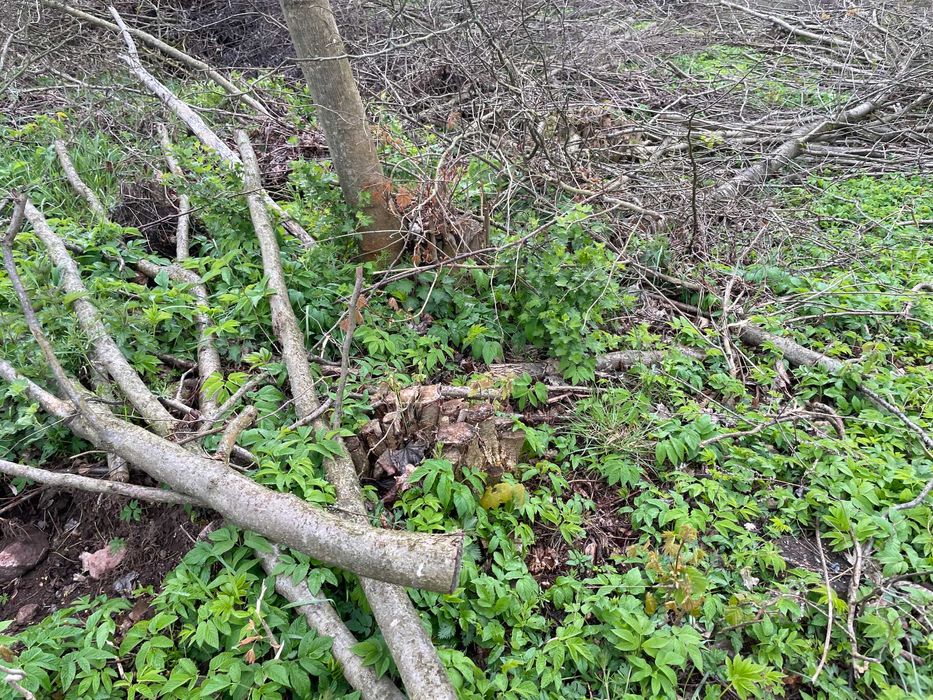 Oddam drewno, drzewa z wycinki za darmo