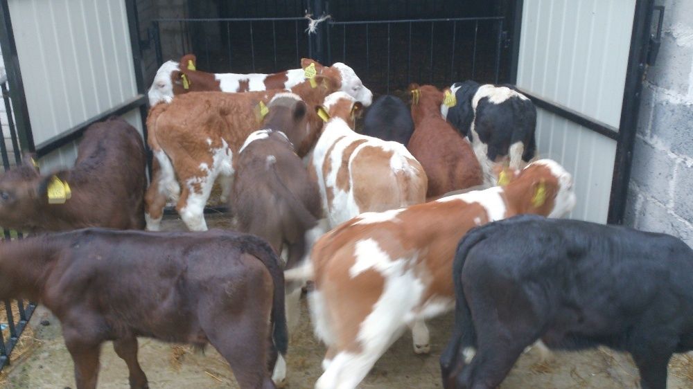 Jałówki MM HF NCB Waga 55-90 KG Polskie Duży wybór