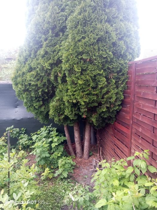 Tuja szmaragd 450-500cm