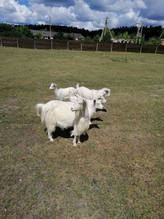Продається стадо молочних кіз 9шт.