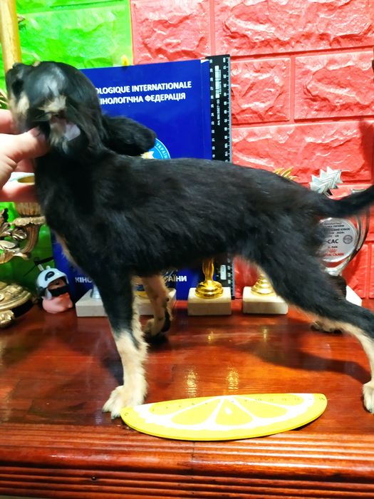 Длинношерстные мальчик и девочка,от Чемпионов! Док.КСУ,чип,привиты