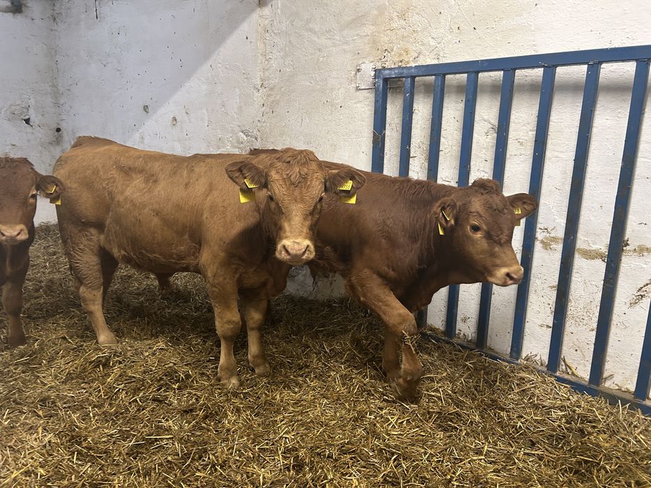 Byczki Limousine odsadki 240kg opasy