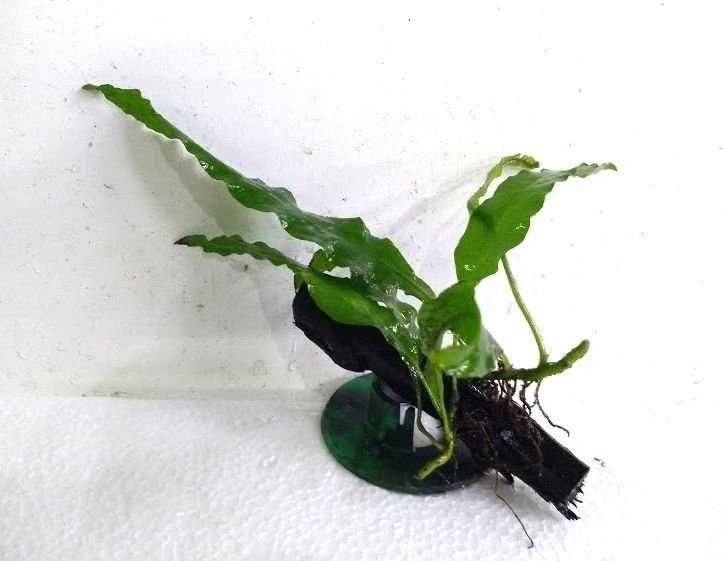 Feto de java - Microsorum pteropus – Planta aquática