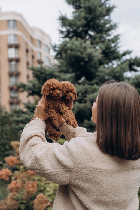 Poodle supper mini