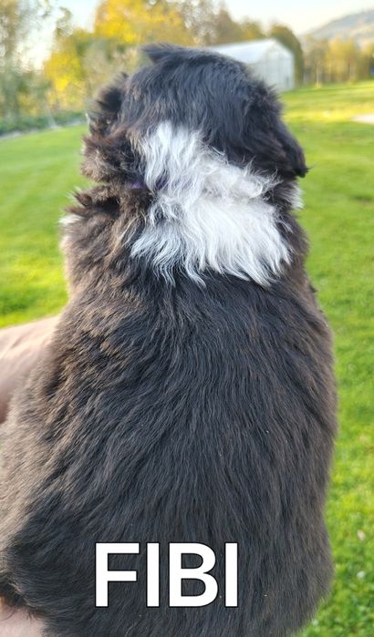 Border collie szczenię