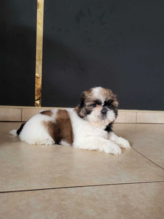Szczeniak Shih-tzu suczka
