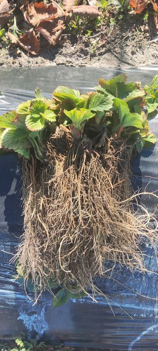 Саджанці полуниці (клубніки)