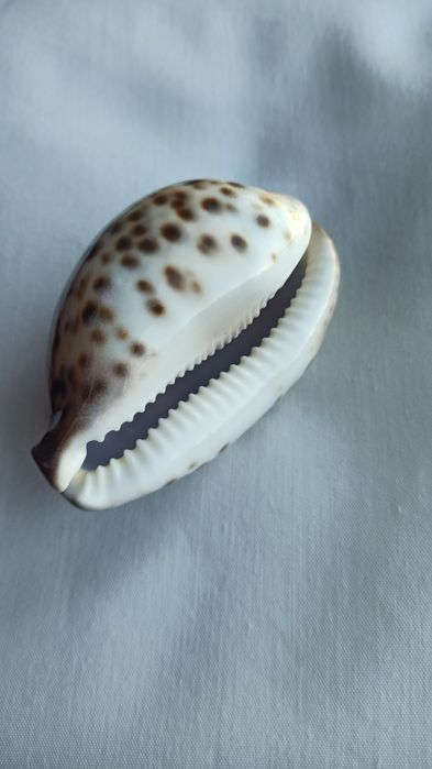 Concha com signo "Touro" / seashell with zodiac sign "Taurus"457280832227911682
