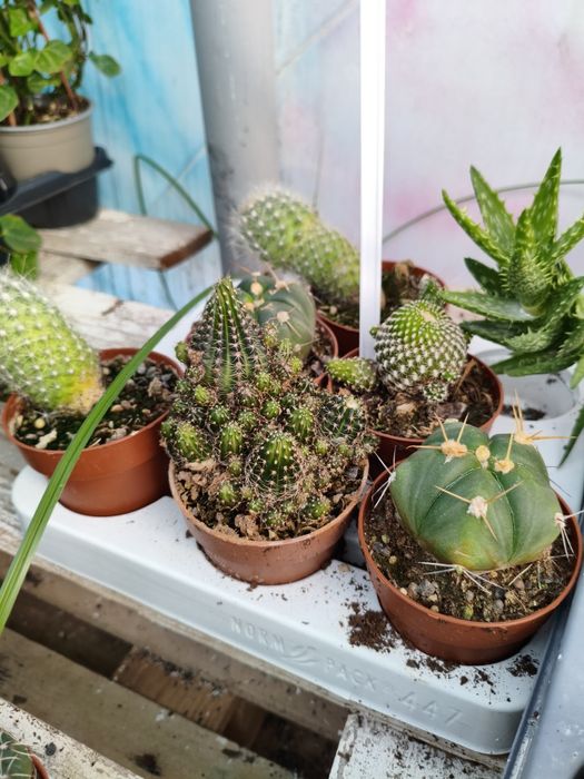 Cactos variados - planta em vaso