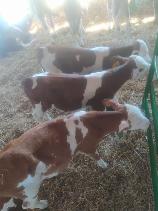 Cielęta mięsne polskie opasy byczki