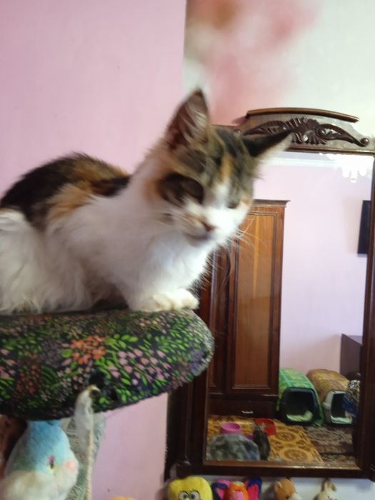 Прекрасна трьох колірна мейн куночка