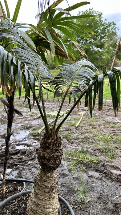 Cyca circinalis - cica rara