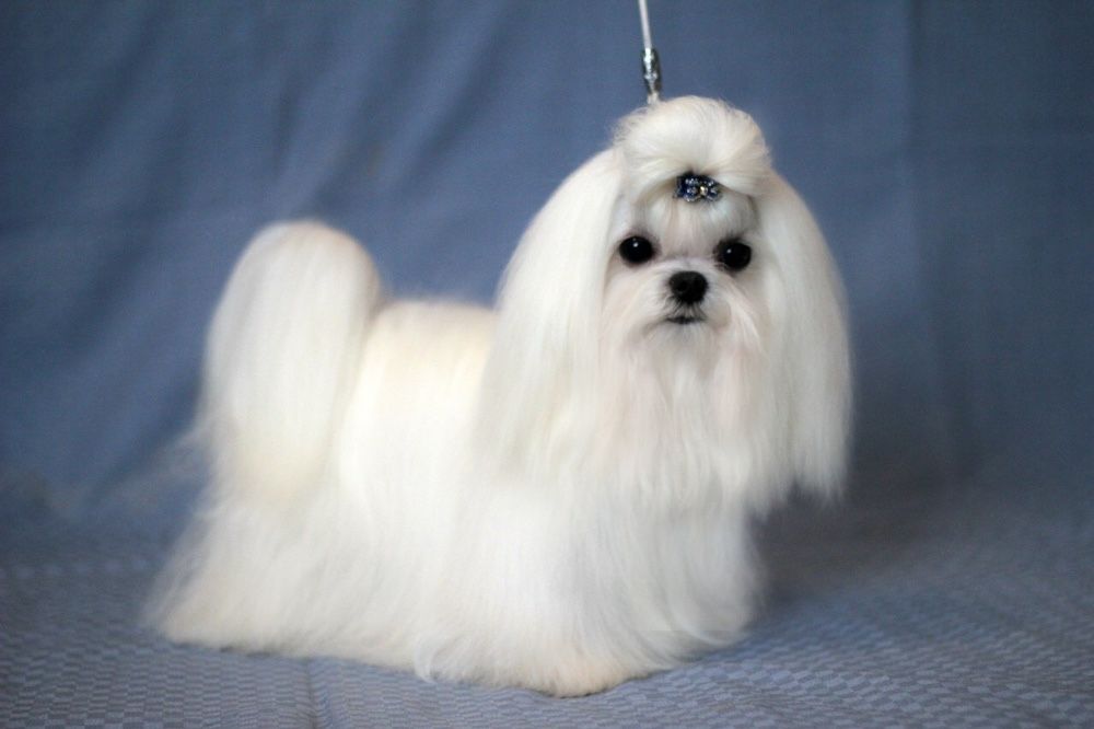 Кукольный мальчик -мальтезе(мальтийская б олонка)Корея 100%! 1,400кг.