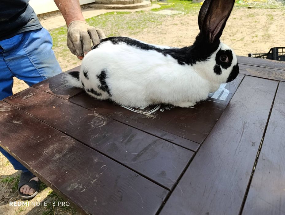 Продам кролів Термонці та Строкачі