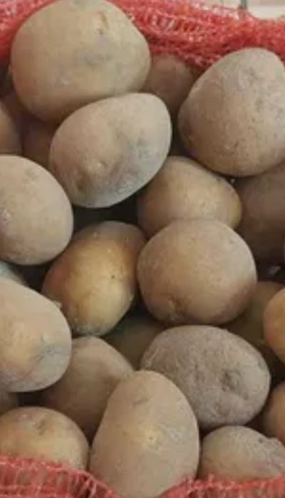 Ziemniak Vineta wielkości sadzeniaka