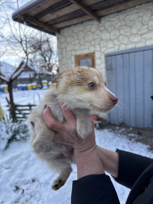 Цуценята шукають дім (від 22.10) - хлопчик