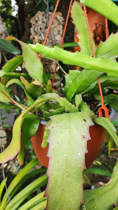 Epiphyllium  de flor branca