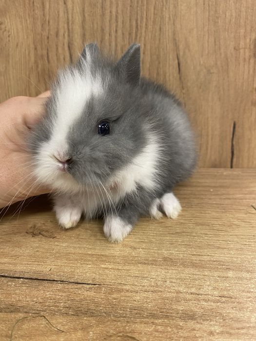 Królik karzełek teddy niebieski szary mniejszy niż miniaturka