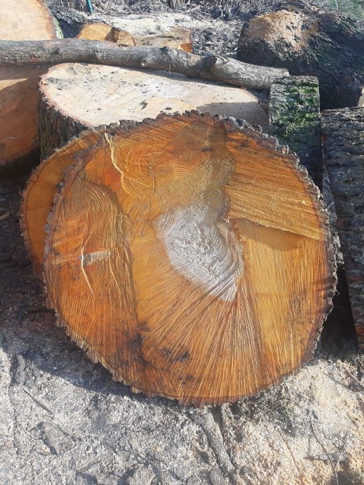 Sprzedam plastry drewna na stolik