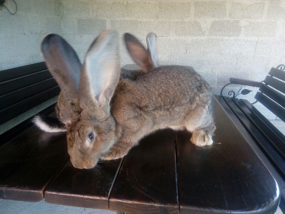 Кролі фландр різен