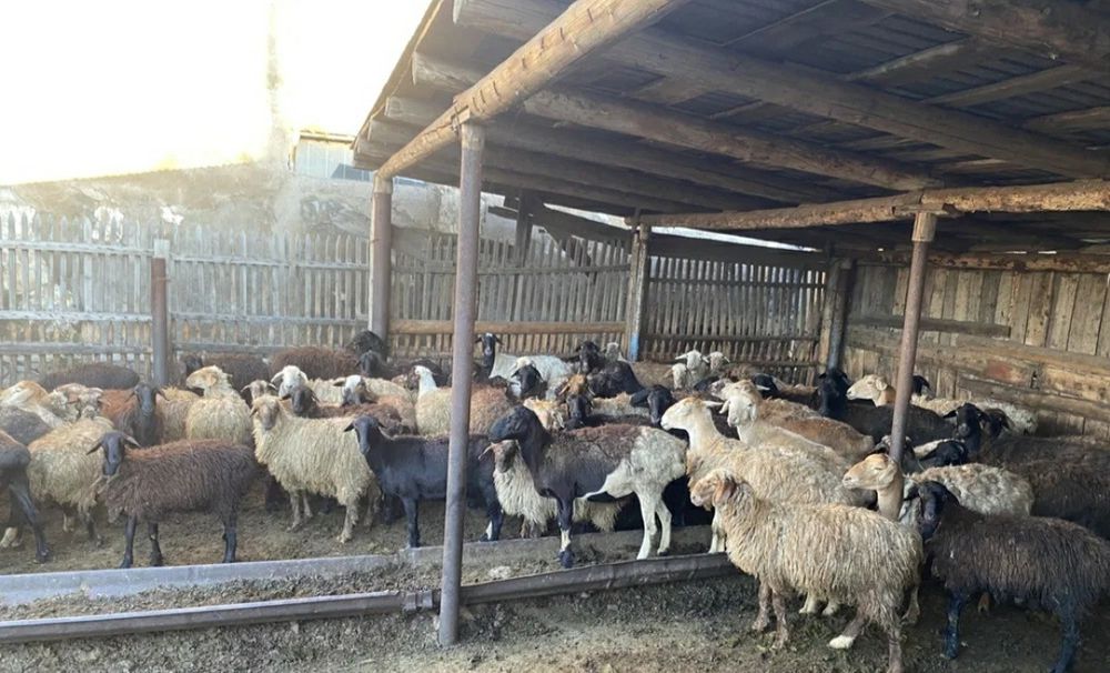 Продам курдючних баранов