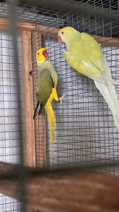 Casal de ring necks e periquitos australianos
