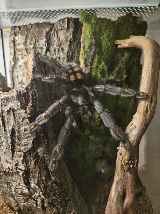Psalmopoeus irminia L2/3