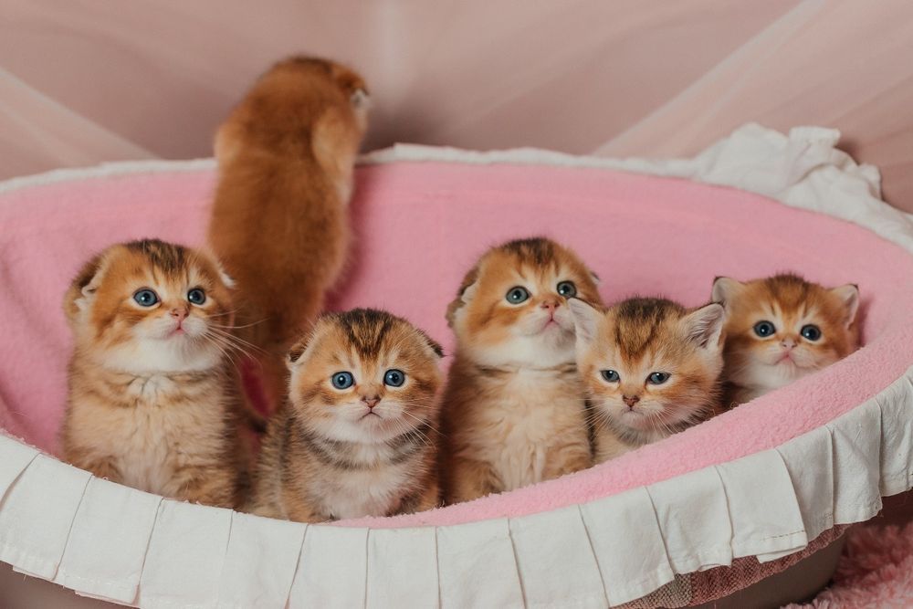 Шотландские котята