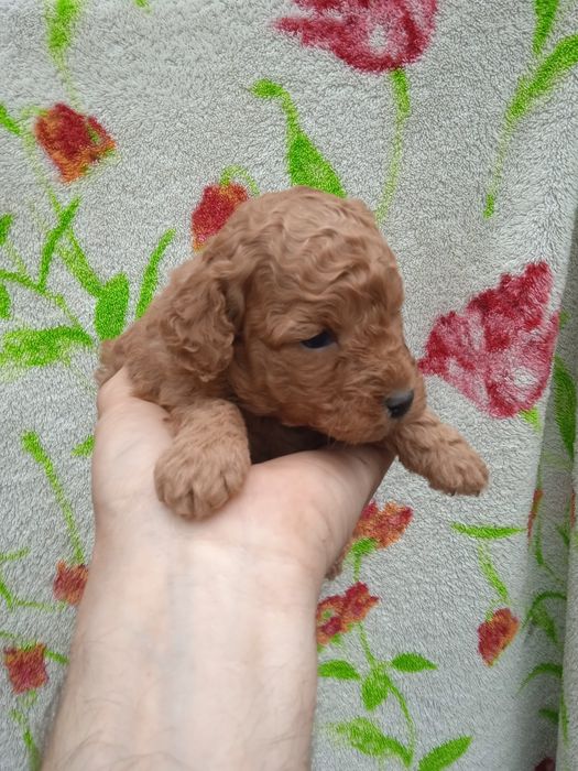 Мальтіпу супер щенки