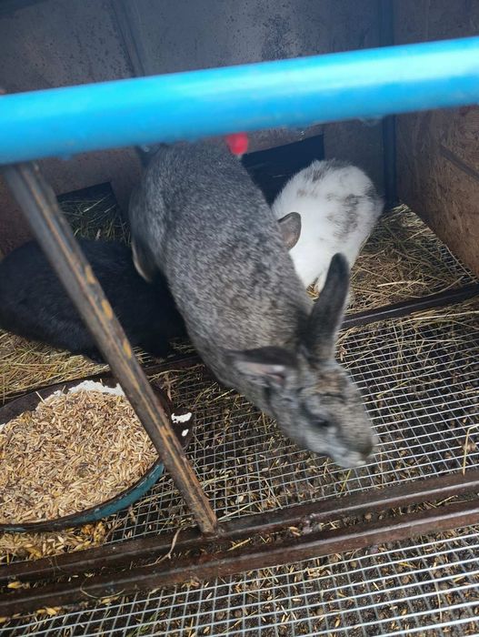 Продаються кролі