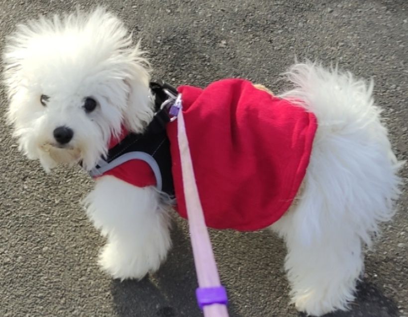 Дівчатка-бішончики