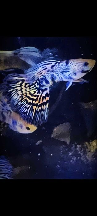 GB Gupik Elephant Tiger Blue - dowóz ryb!