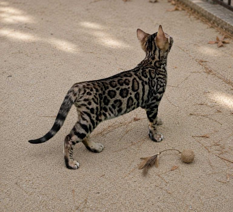 Lindo Gatinho Bengal Castanho Macho