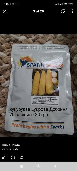 Насіння Нідерланди, голландське