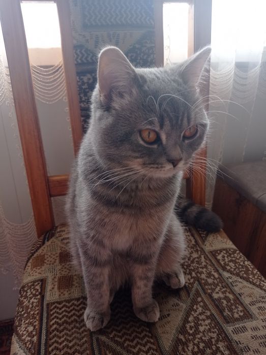 Котик шотландський