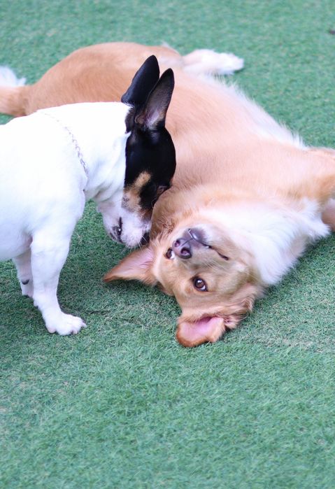 Sessões  Fotográficas  para Cães