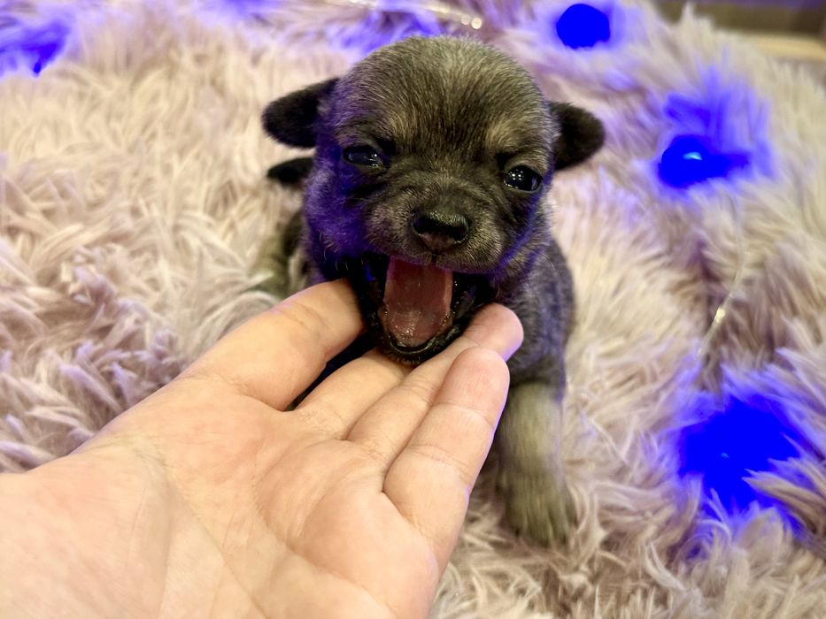 Chłopiec chihuahua krótkowłosy FCI